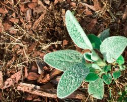 Single lambs' ears