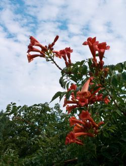 trumpet vine, August, 2009